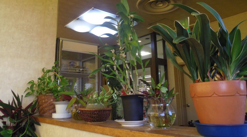 ジャングルな観葉植物が喫茶店にありました